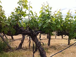 Cabernet Sauvignon in Washington State, planted in 1973 at Red Willow Vineyard in the Yakima Valley.