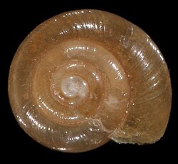 The shell of Zonitoides nitidus, a small land snail, has dextral coiling, which is typical (but not universal) of gastropod shells.