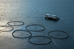 Atlantic salmon marine cages in the Faroe Islands