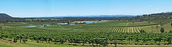 Vineyard in Hunter Valley, Australia
