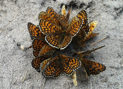 Group of Melitaea athalia near Warka, Poland