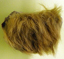Fur and skin at the Museum für Naturkunde, Berlin