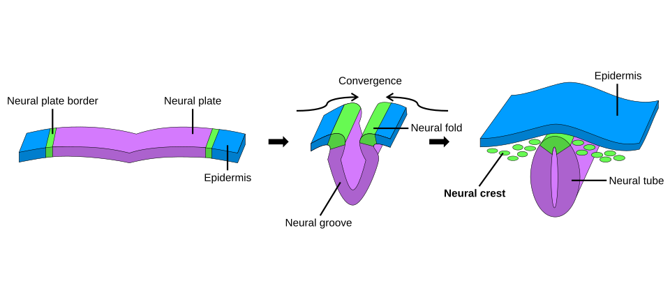 Formation of the neural tube. During neurulation, the notochord directs the neural plate to fold inward and form a tube. This separates the ectoderm into the epidermis and the neural tube. The remaining cells from the ectoderm become neural crest cells that migrate to other areas of the embryo. The neural tube will form the central nervous system later in development.