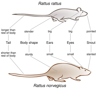 Comparison of the physique of a black rat (R. rattus) with a brown rat (R. norvegicus)
