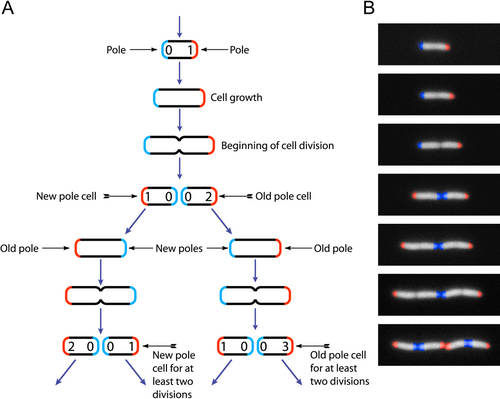 Model of successive binary fission in E. coli
