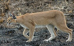 The Caracal