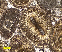 Fossils ooimmured in ooids from the Carmel Formation (Middle Jurassic of southern Utah).