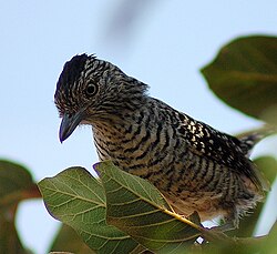 The barred antshrike is distributed from Mexico to Argentina. It has the hooked bill typical of the antshrikes.