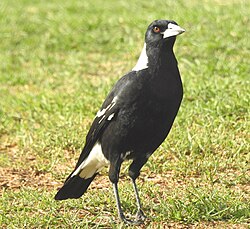 The Australian Magpie showing its plumage.