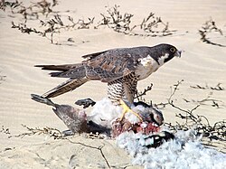 An adult peregrine feeding on a cackling goose, in California