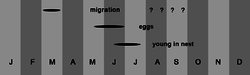 Annual cycle