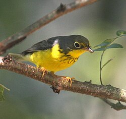 The Canada warbler nests on the ground in boreal forests.