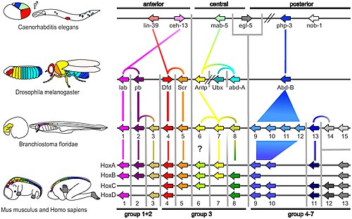 Hox genes in various species, using a sequence grouping.[22]