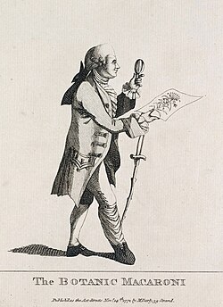 Satire on Banks titled "The Botanic Macaroni", by Matthew Darly, 1772: A macaroni was a pejorative term used for a follower of exaggerated continental fashion in the 18th century.