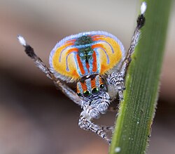 Male peacock spider, Maratus volans, courtship display