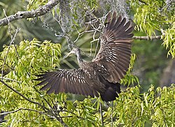 Limpkin