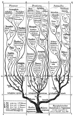 Phylogenetic tree suggested by Haeckel (1866)