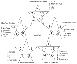 Kaup's classification of the crow family