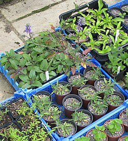 Hybrid vigour: Salvia jurisicii x nutans hybrids (top centre, with flowers) are taller than their parents Salvia jurisicii (centre tray) or Salvia nutans (top left).