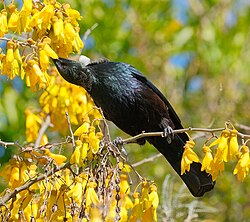 Tūī feeding on kōwhai flower
