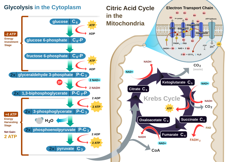 The metabolic pathways inside eukaryotic cells. Aerobic respiration takes place in the mitochondrion where oxygen is reduced into water. Glycolysis provides pyruvate and NADH to fuel the mitochondrial electron transport chain.