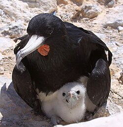 Male frigatebird with chick on Boatswain Bird Island