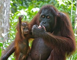 A rehabilitated female with her young baby in Sepilok Orang Utan Rehabilitation Centre
