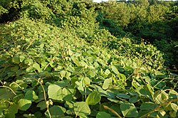 Kudzu plants near Canton, Georgia