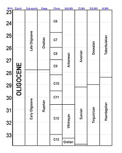 Subdivisions of the Oligocene