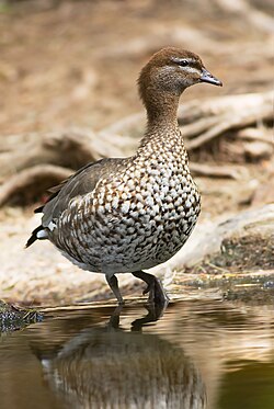 Maned duck is the only living member of the genus Chenonetta.