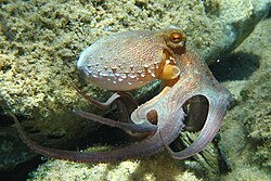 Common octopus (Octopus vulgaris)