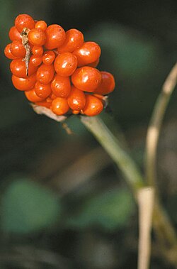 Female Arisaema triphyllum plant