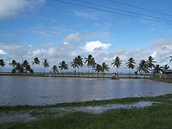 A tractor in a rice field on Guyana's coastal plain