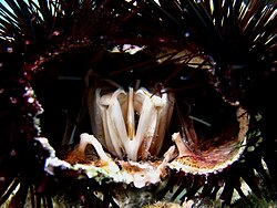 Aristotle's lantern in a sea urchin, viewed in lateral section
