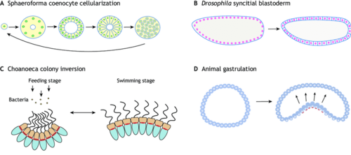 Unicellular holozoans do not go through animal embryonic development, but they display developmental processes using similar molecules. An actomyosin network controls the cellularization of both an ichthyosporean coenocyte (A) and a fruit fly blastoderm (B). Similarly, actomyosin contraction allows both the shaping of choanoflagellate colonies (C) and the gastrulation of animal embryos.