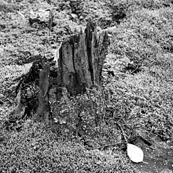 A decaying tree trunk in Canada's boreal forest. Decaying wood fills an important ecological niche, providing habitat and shelter, and returning important nutrients to the soil after undergoing decomposition.