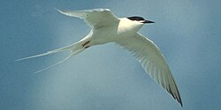 A roseate tern uses its long wings (low wing loading and high aspect ratio) to fly economically for long periods of time.