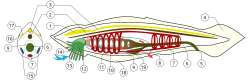 Anatomical diagram of Branchiostoma lanceolatum