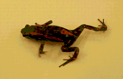 Phrynomantis bifasciatus walking on a level surface