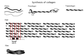 Three polypeptides coil to form tropocollagen. Many tropocollagens then bind together to form a fibril, and many of these then form a fiber.
