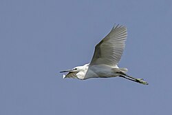 In flight, Cyprus