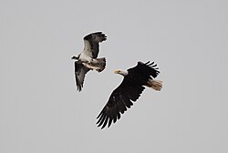 Pursuing an osprey to steal fish