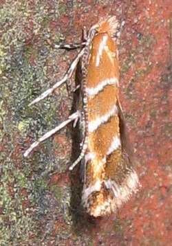 Horse-chestnut leaf miner (adult)