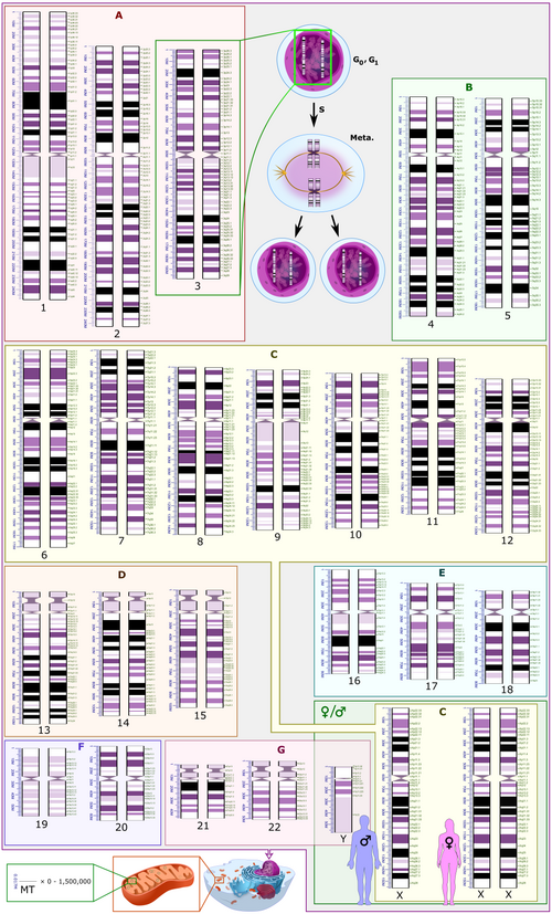 Schematic karyogram of a human. Even at low magnification, it gives an overview of the human genome, with numbered chromosome pairs, its main changes during the cell cycle (top center), and the mitochondrial genome to scale (at bottom left). See section text for more details.