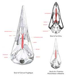 Position of vomer (shaded red) in neognathae (left) and paleognathae (right)