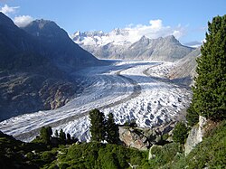 The Aletsch Glacier with pine trees growing on the hillside (2007; the surface is 180 m (590 ft) lower than 150 years ago; and even 20 m (66 ft) lower ten years later!)