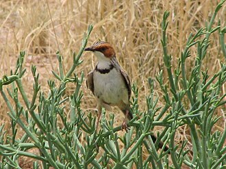 Rufous-eared warbler, Malcorus pectoralis