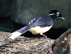 Plush-crested jay, Cyanocorax chrysops