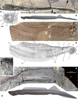 Fossils and life restorations of the two species of Yanliaomyzon , a lamprey known from the Middle Jurassic of China