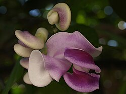 Wavy, purple-streaked white petals surrounded by immature, spiral-shaped buds of the same color.